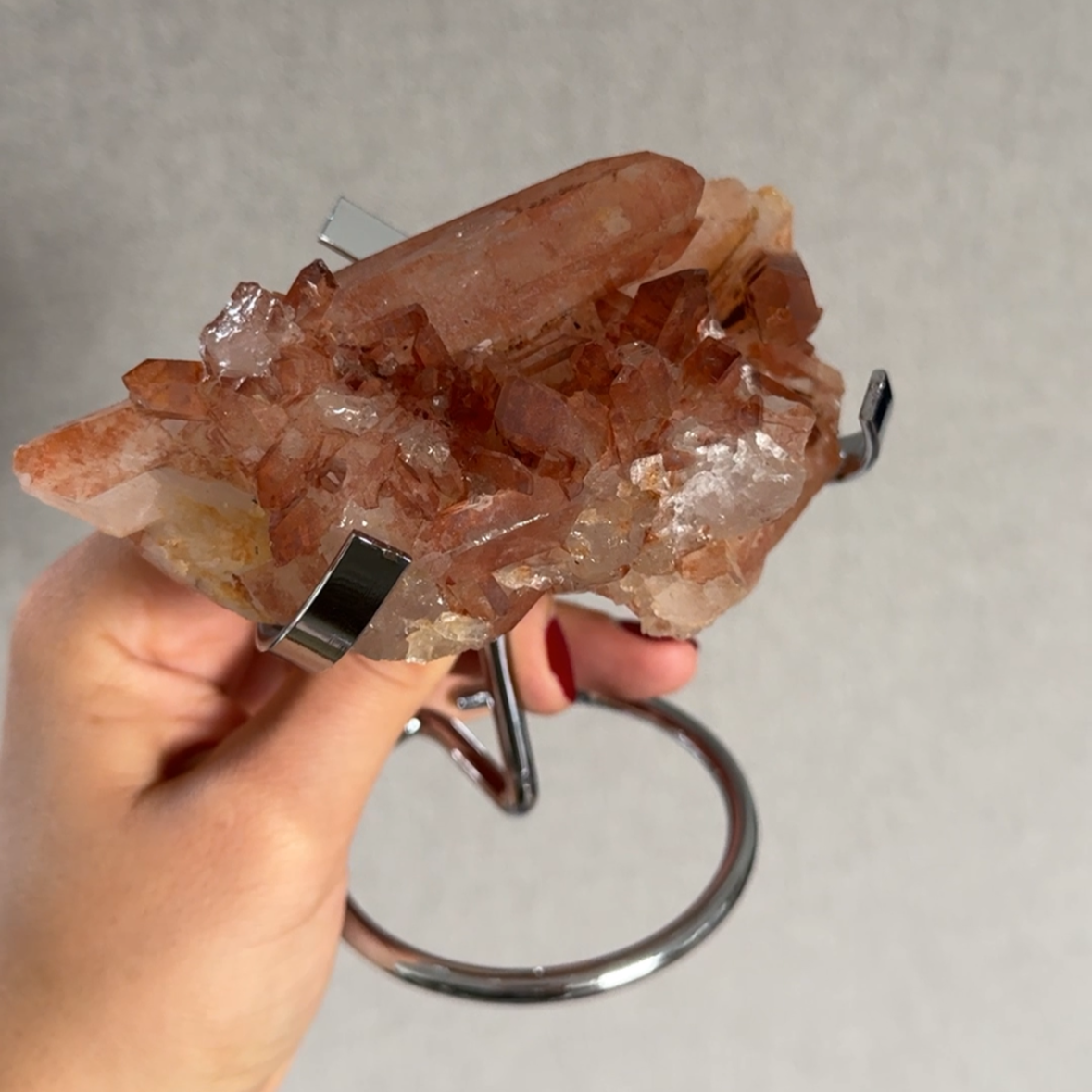 Tangerinekwarts op voet