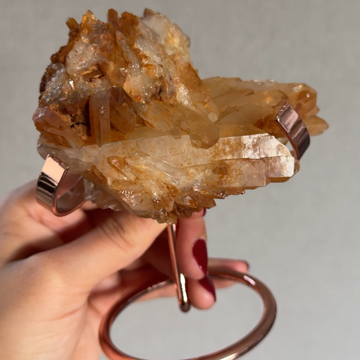 Tangerinekwarts op voet