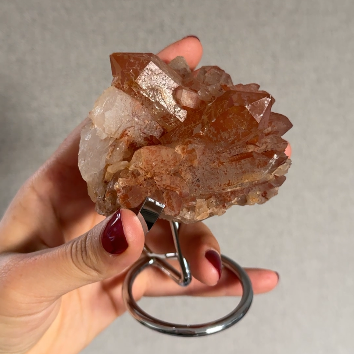 Tangerinekwarts op voet